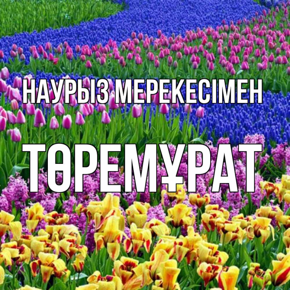 Күн сайын ашық хат с именем, Төремұрат Наурыз мерекесімен цветы Онлайн тегін жүктеп алу тілектері бар керемет карта 