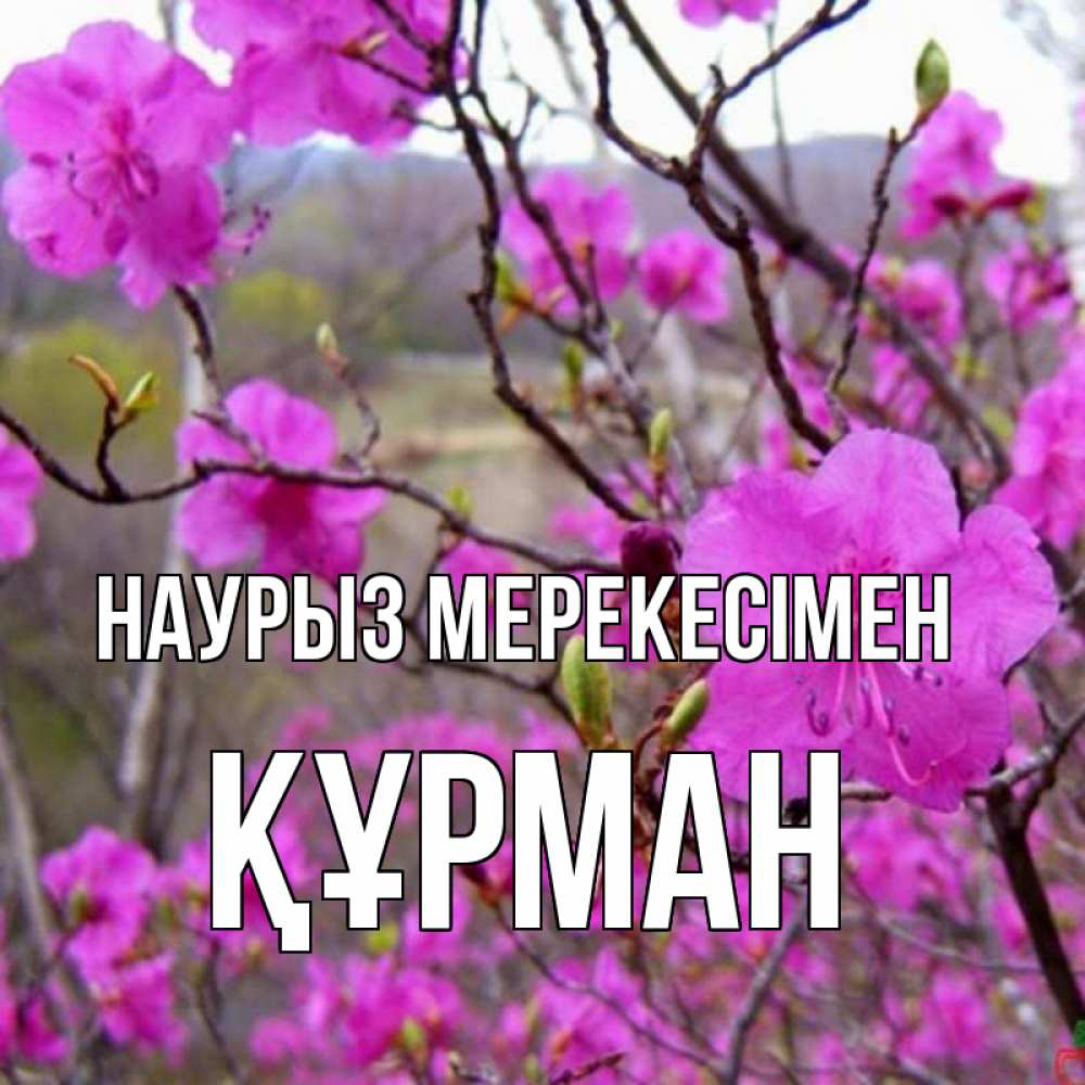 Күн сайын ашық хат с именем, ҚҰРМАН Наурыз мерекесімен праздник весны наурыз Онлайн тегін жүктеп алу тілектері бар керемет карта 