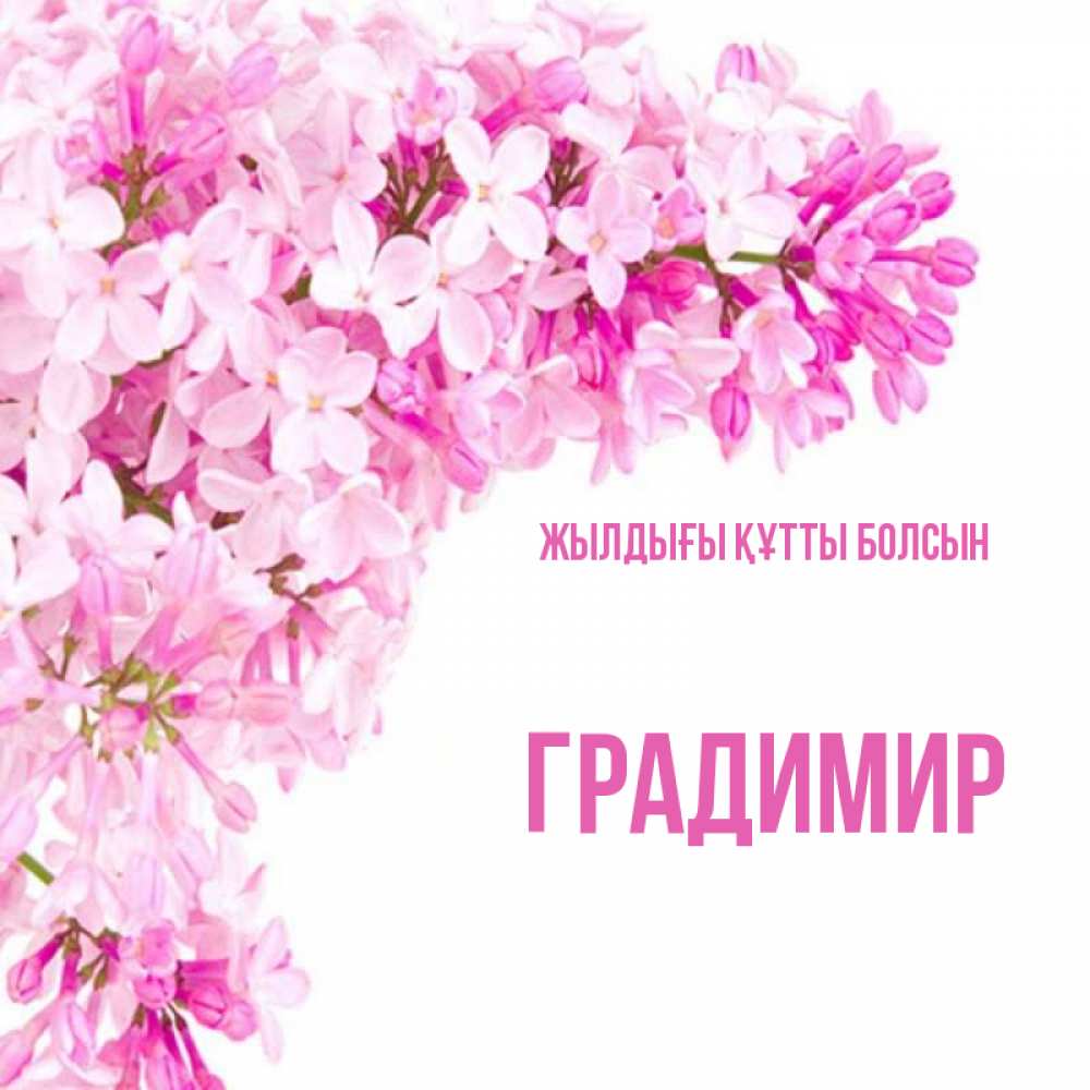 Күн сайын ашық хат с именем, Градимир Жылдығы құтты болсын Сирень на белом фоне Онлайн тегін жүктеп алу тілектері бар керемет карта 