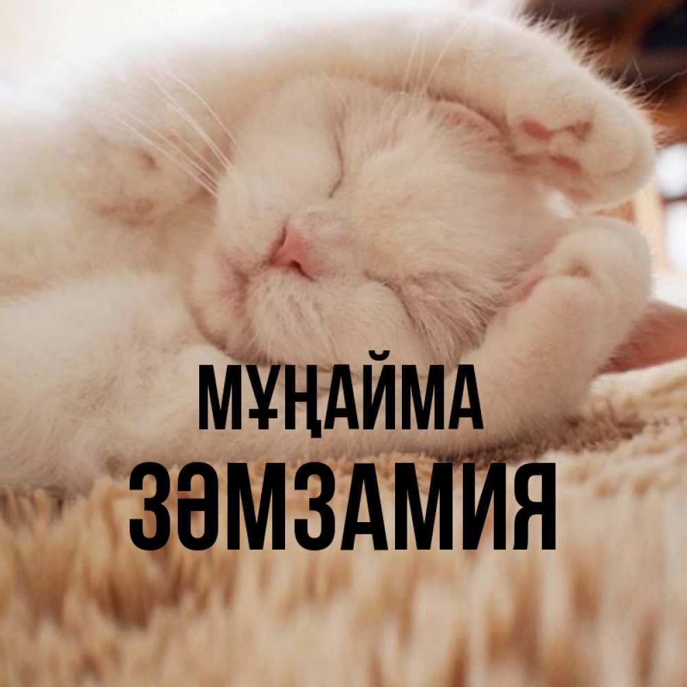 Күн сайын ашық хат с именем, ЗӘМЗАМИЯ Мұңайма Котенок спит Онлайн тегін жүктеп алу тілектері бар керемет карта 