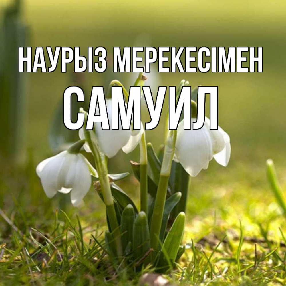 Күн сайын ашық хат с именем, Самуил Наурыз мерекесімен ранние цветы 2 Онлайн тегін жүктеп алу тілектері бар керемет карта 