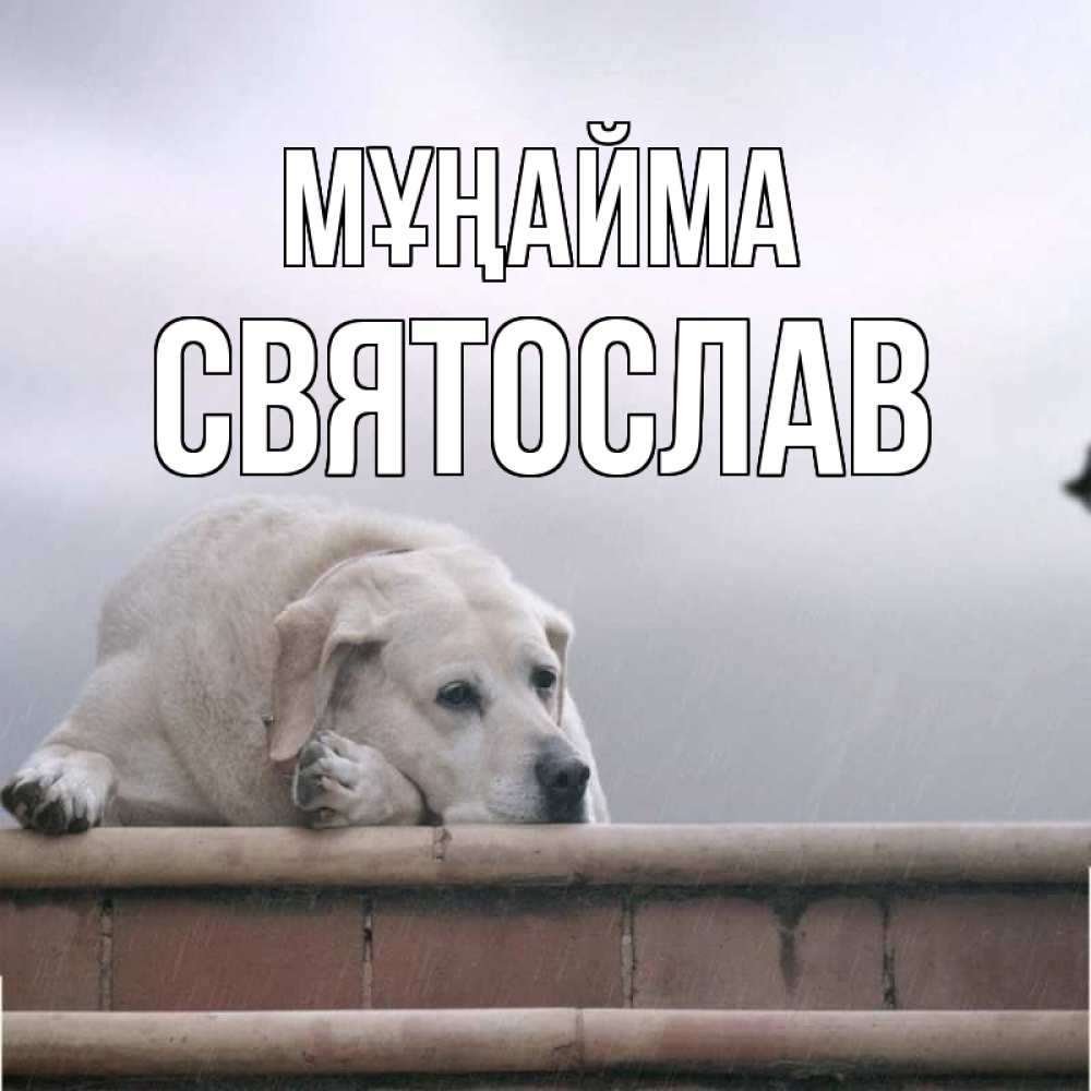 Күн сайын ашық хат с именем, Святослав Мұңайма белый пес 1 Онлайн тегін жүктеп алу тілектері бар керемет карта 