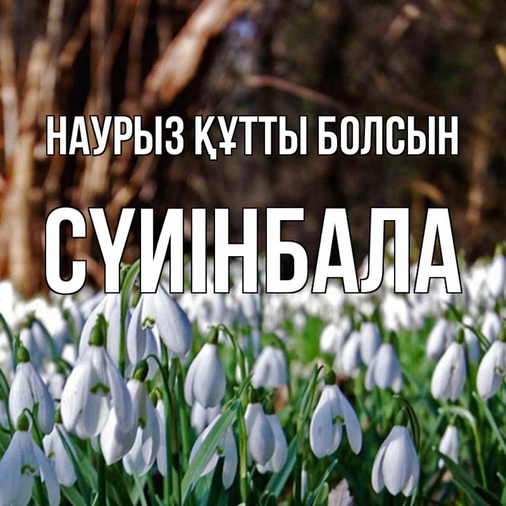 Күн сайын ашық хат с именем, СҮИІНБАЛА Наурыз құтты болсын с подснежниками 1 Онлайн тегін жүктеп алу тілектері бар керемет карта 