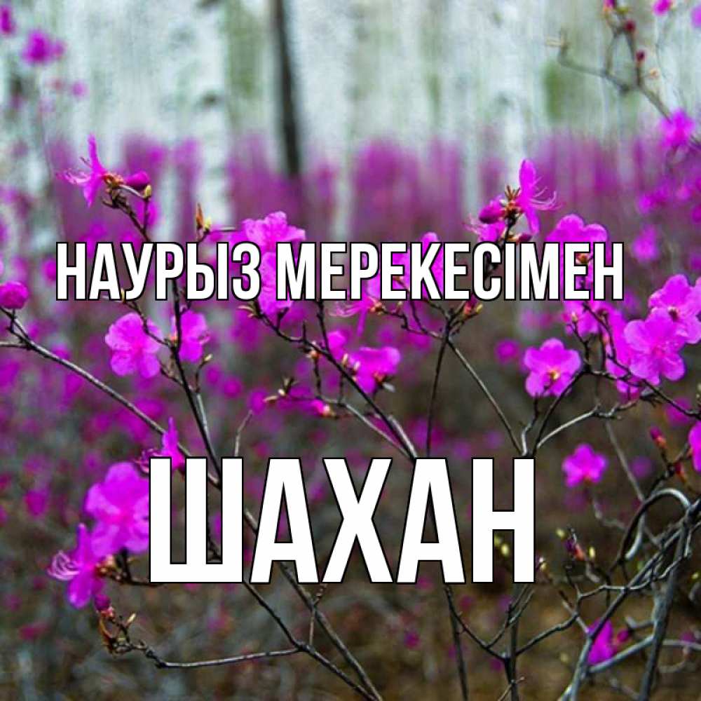 Күн сайын ашық хат с именем, ШАХАН Наурыз мерекесімен дикие цветы Онлайн тегін жүктеп алу тілектері бар керемет карта 