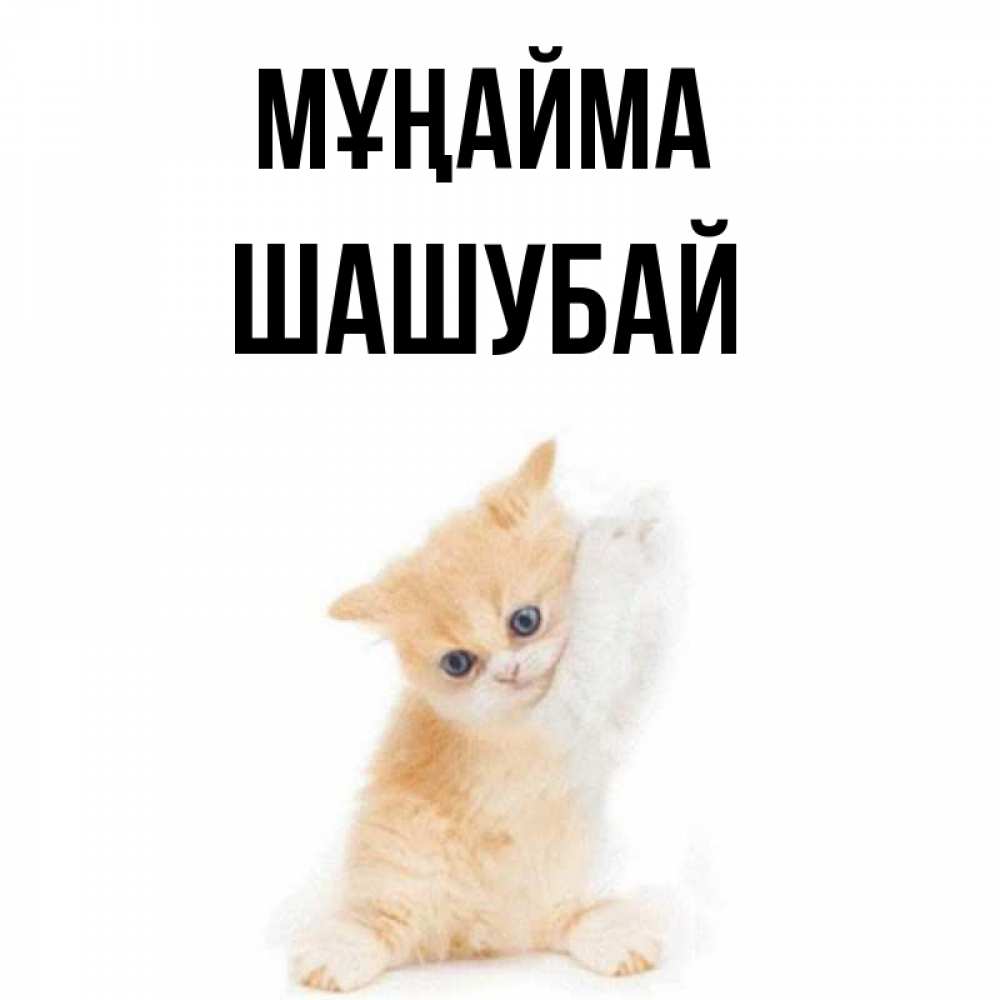 Күн сайын ашық хат с именем, ШАШУБАЙ Мұңайма просящий кот Онлайн тегін жүктеп алу тілектері бар керемет карта 