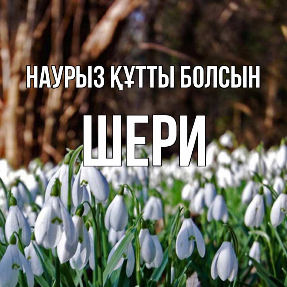 Күн сайын ашық хат с именем, ШЕРИ Наурыз құтты болсын с подснежниками 1 Онлайн тегін жүктеп алу тілектері бар керемет карта 