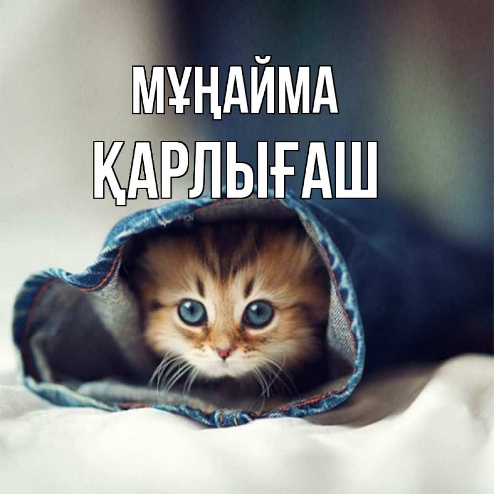 Күн сайын ашық хат с именем, ҚАРЛЫҒАШ Мұңайма рыжик котик Онлайн тегін жүктеп алу тілектері бар керемет карта 