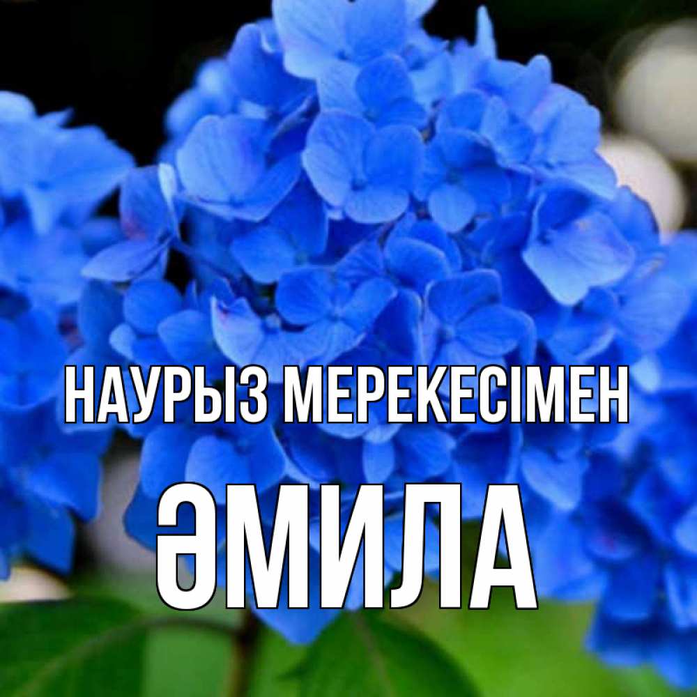 Күн сайын ашық хат с именем, ӘМИЛА Наурыз мерекесімен синие цветы Онлайн тегін жүктеп алу тілектері бар керемет карта 