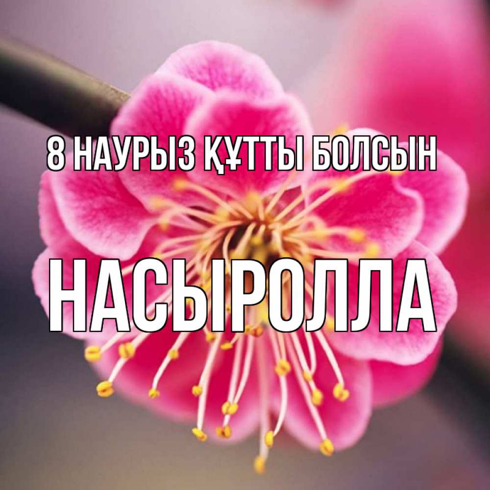 Күн сайын ашық хат с именем, Насыролла 8 наурыз құтты болсын цветы Онлайн тегін жүктеп алу тілектері бар керемет карта 