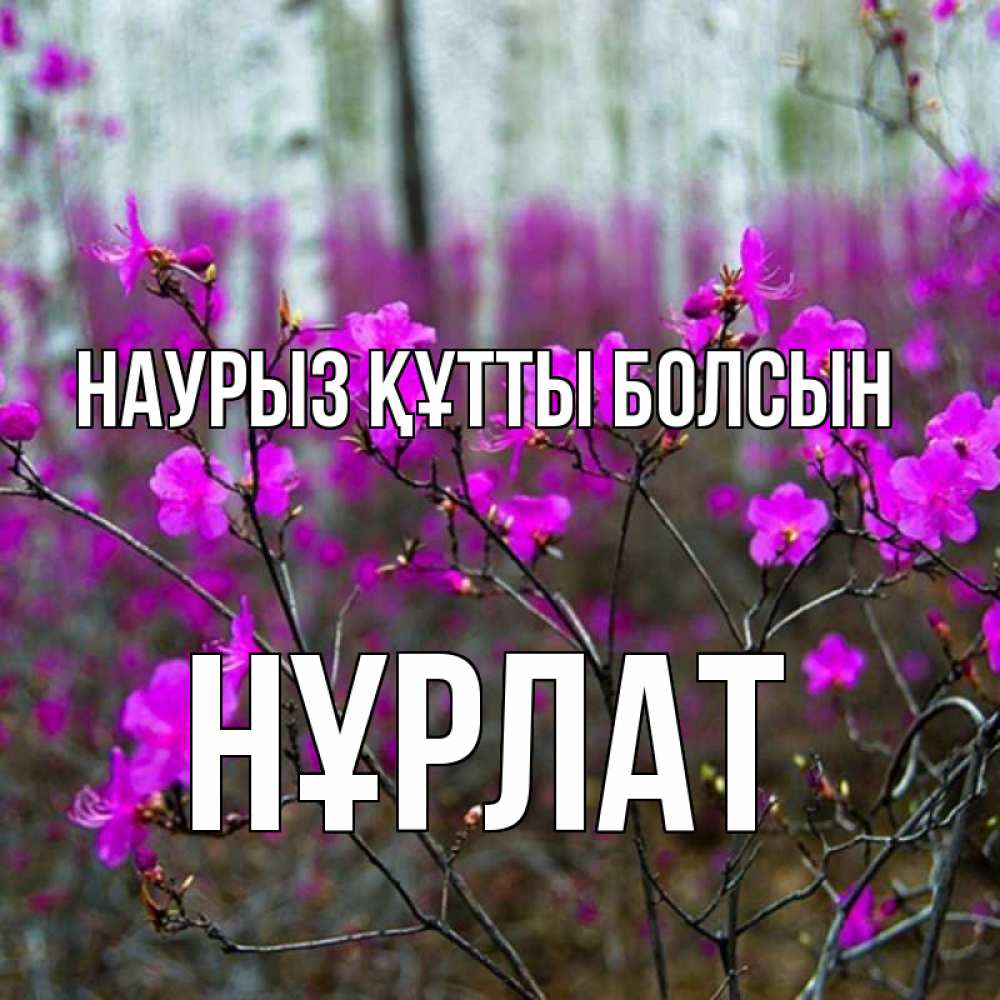 Күн сайын ашық хат с именем, НҰРЛАТ Наурыз құтты болсын дикие цветы Онлайн тегін жүктеп алу тілектері бар керемет карта 
