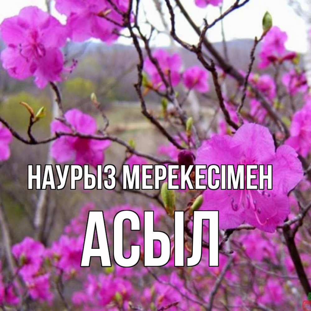 Күн сайын ашық хат с именем, АСЫЛ Наурыз мерекесімен праздник весны наурыз Онлайн тегін жүктеп алу тілектері бар керемет карта 