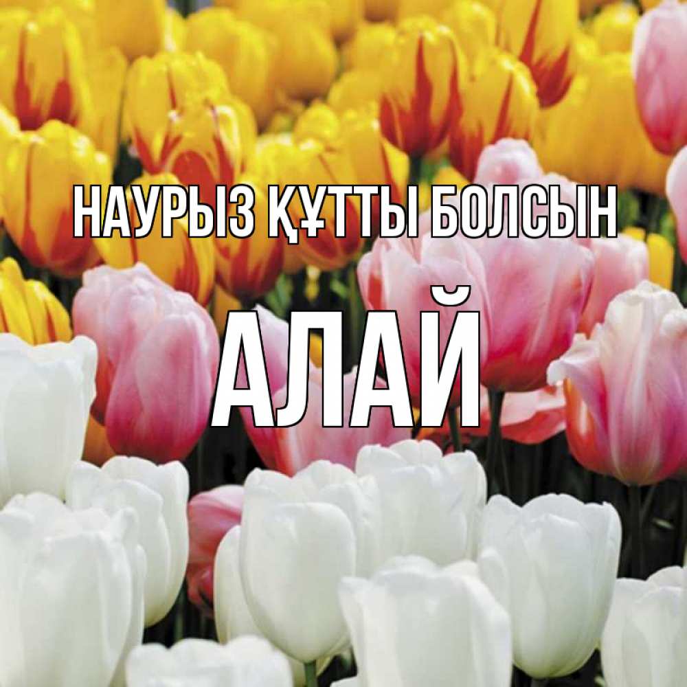 Күн сайын ашық хат с именем, Алай Наурыз құтты болсын разноцветные цветы Онлайн тегін жүктеп алу тілектері бар керемет карта 