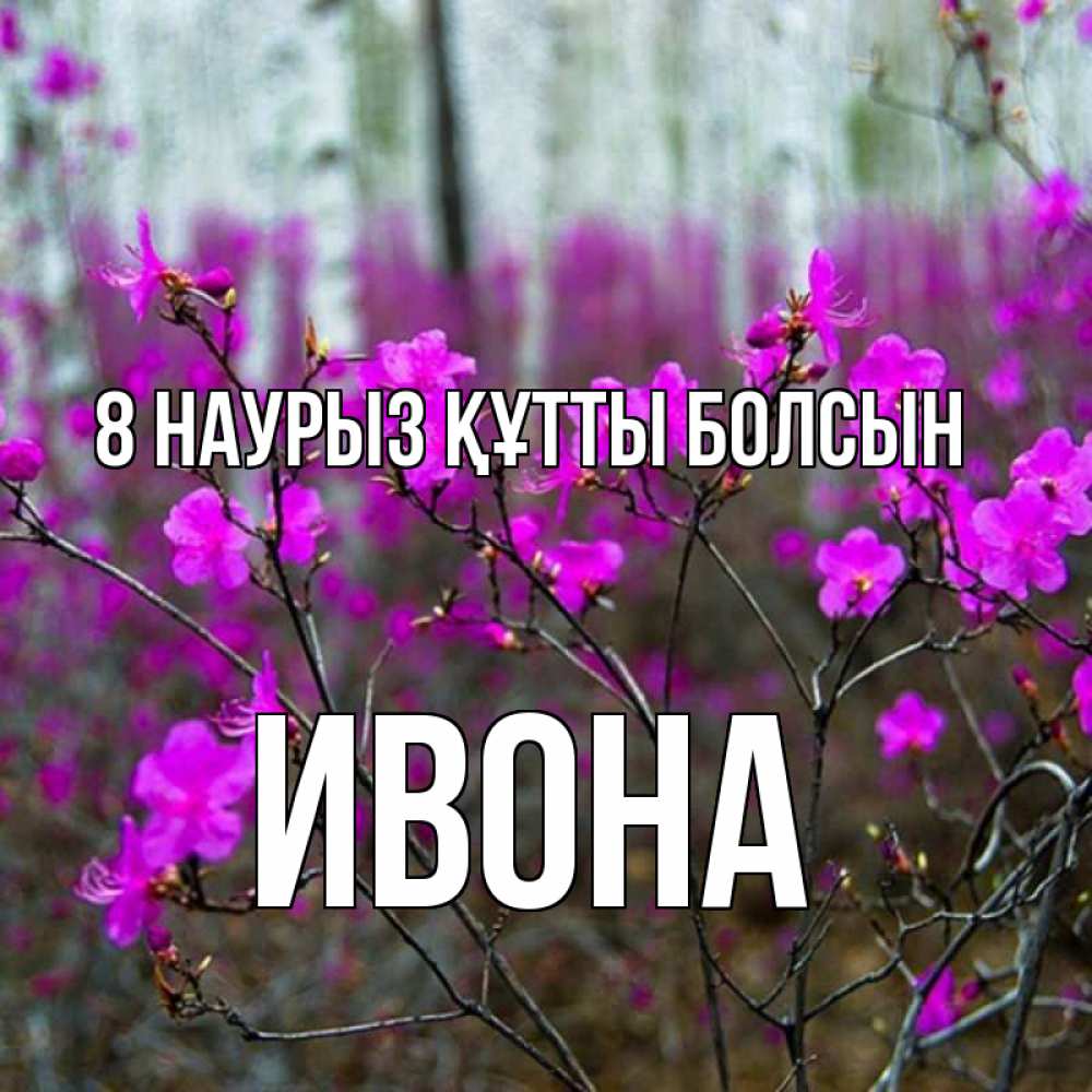 Күн сайын ашық хат с именем, Ивона 8 наурыз құтты болсын дикие цветы Онлайн тегін жүктеп алу тілектері бар керемет карта 
