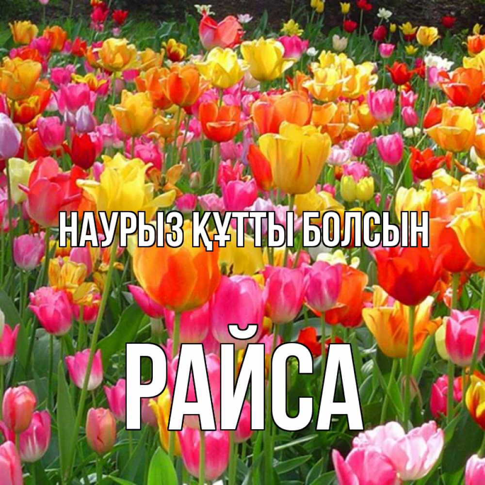 Күн сайын ашық хат с именем, РАЙСА Наурыз құтты болсын на наурыз  ура ура Онлайн тегін жүктеп алу тілектері бар керемет карта 