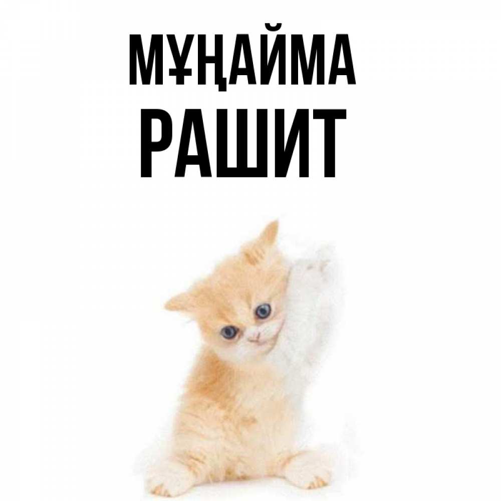 Күн сайын ашық хат с именем, РАШИТ Мұңайма просящий кот Онлайн тегін жүктеп алу тілектері бар керемет карта 