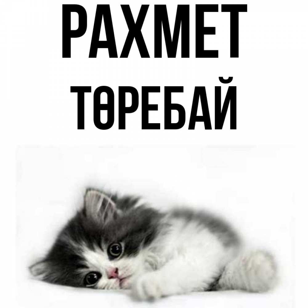 Күн сайын ашық хат с именем, Төребай рахмет черный и белый кот Онлайн тегін жүктеп алу тілектері бар керемет карта 