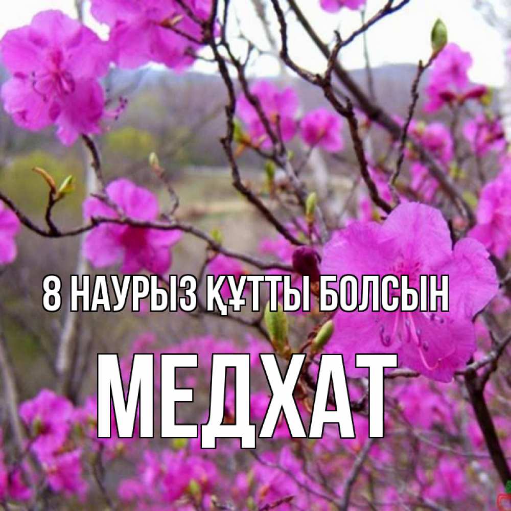 Күн сайын ашық хат с именем, МЕДХАТ 8 наурыз құтты болсын международный женский день Онлайн тегін жүктеп алу тілектері бар керемет карта 