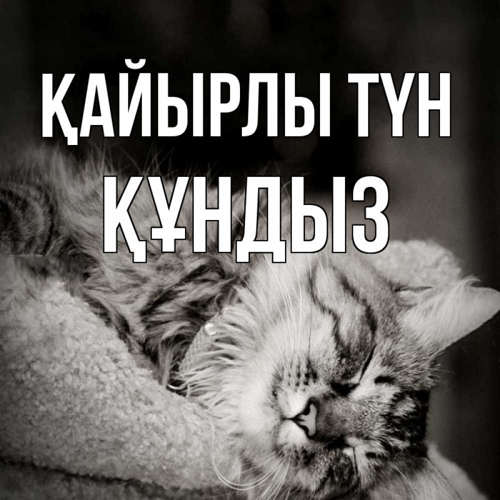 Күн сайын ашық хат с именем, ҚҰНДЫЗ Қайырлы түн котярик пушистый Онлайн тегін жүктеп алу тілектері бар керемет карта 