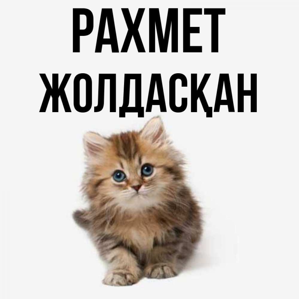 Күн сайын ашық хат с именем, Жолдасқан рахмет пушистый котик Онлайн тегін жүктеп алу тілектері бар керемет карта 