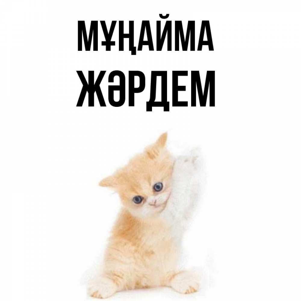Күн сайын ашық хат с именем, Жәрдем Мұңайма просящий кот Онлайн тегін жүктеп алу тілектері бар керемет карта 