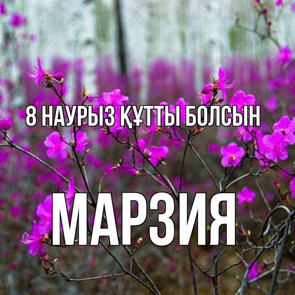 Күн сайын ашық хат с именем, МАРЗИЯ 8 наурыз құтты болсын дикие цветы Онлайн тегін жүктеп алу тілектері бар керемет карта 