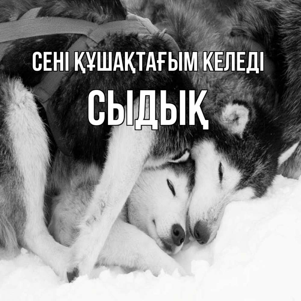 Күн сайын ашық хат с именем, СЫДЫҚ сені құшақтағым келеді собачки в упряжке Онлайн тегін жүктеп алу тілектері бар керемет карта 