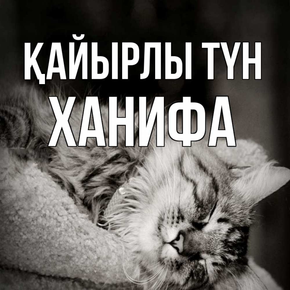 Күн сайын ашық хат с именем, ХАНИФА Қайырлы түн котярик пушистый Онлайн тегін жүктеп алу тілектері бар керемет карта 
