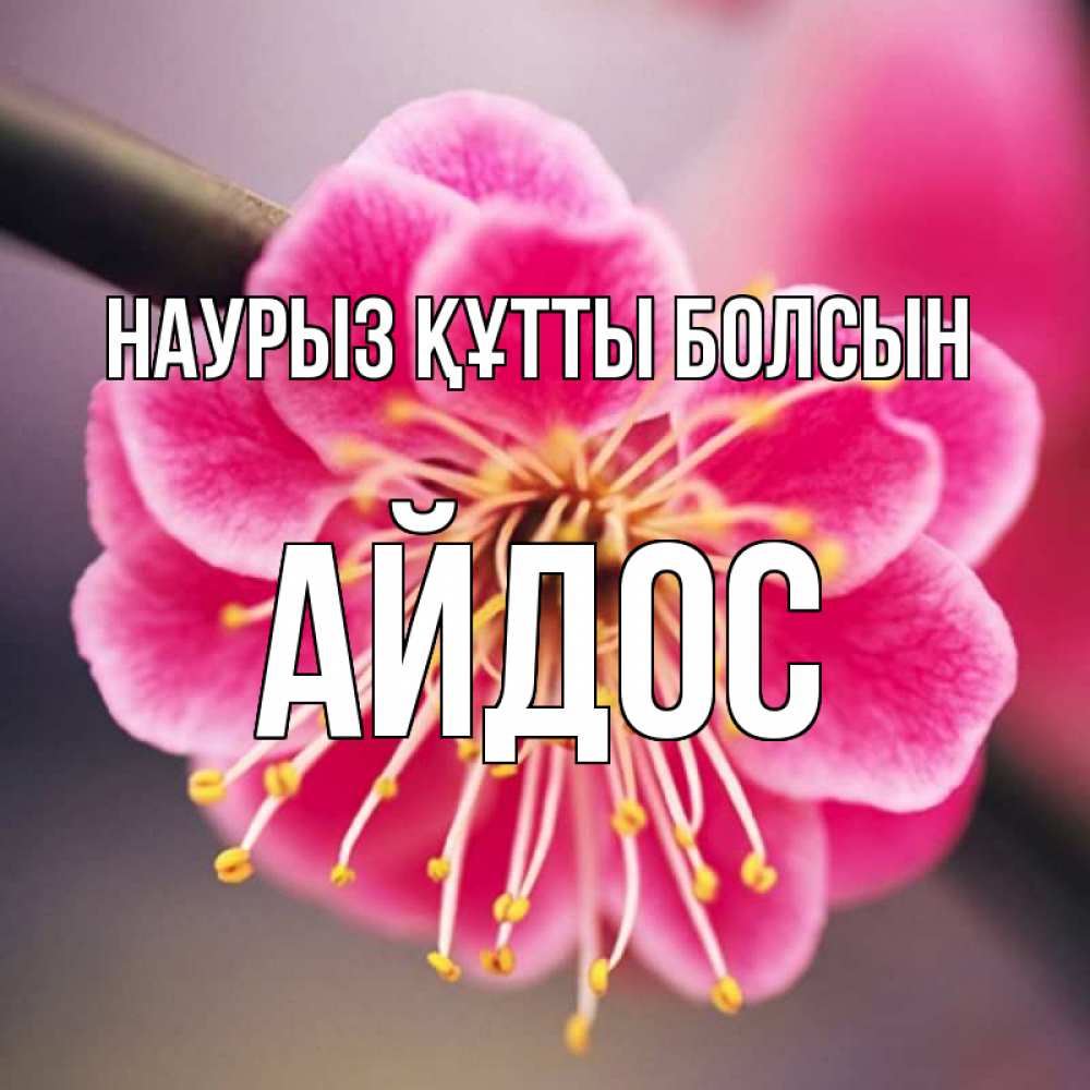 Күн сайын ашық хат с именем, Айдос Наурыз құтты болсын цветы Онлайн тегін жүктеп алу тілектері бар керемет карта 