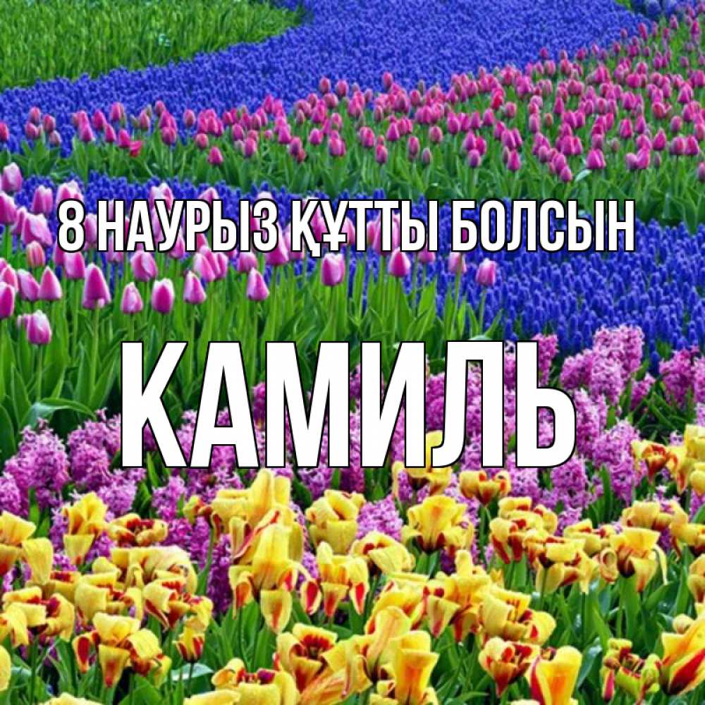 Күн сайын ашық хат с именем, Камиль 8 наурыз құтты болсын цветы Онлайн тегін жүктеп алу тілектері бар керемет карта 