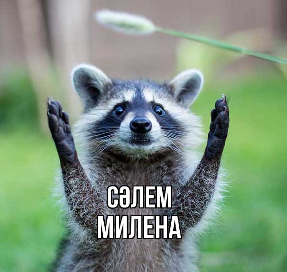 Күн сайын ашық хат с именем, Милена Сәлем животные Онлайн тегін жүктеп алу тілектері бар керемет карта 