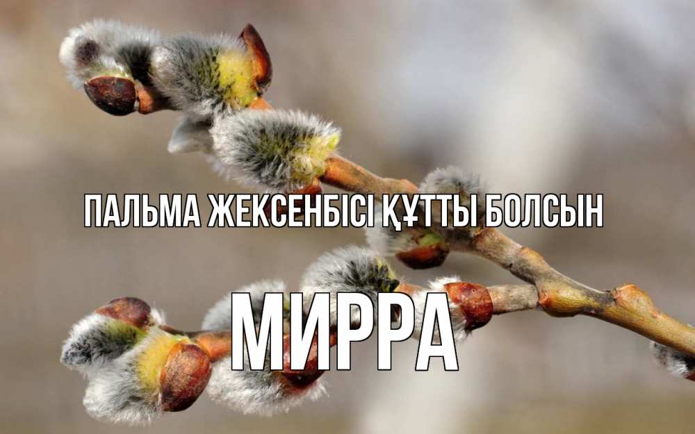Күн сайын ашық хат с именем, Мирра Пальма жексенбісі құтты болсын Верба Онлайн тегін жүктеп алу тілектері бар керемет карта 