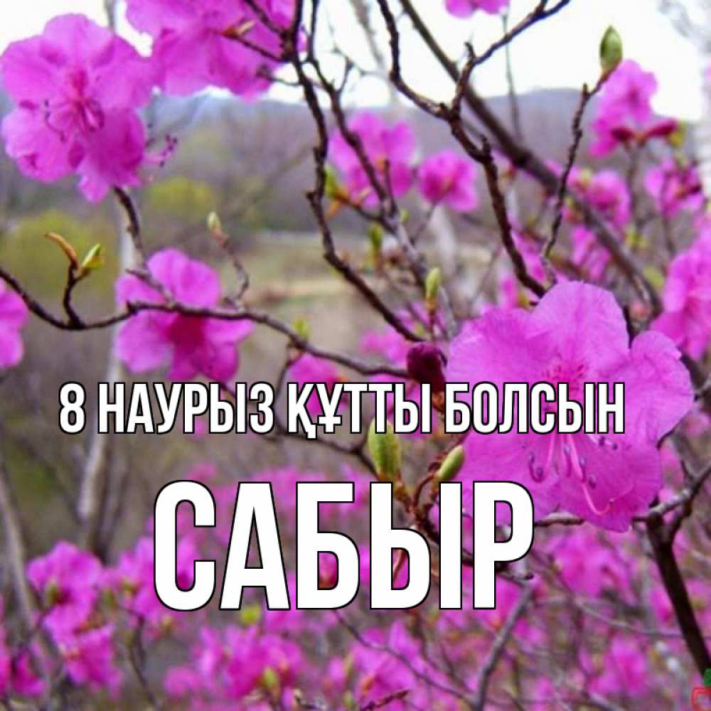 Күн сайын ашық хат с именем, САБЫР 8 наурыз құтты болсын международный женский день Онлайн тегін жүктеп алу тілектері бар керемет карта 