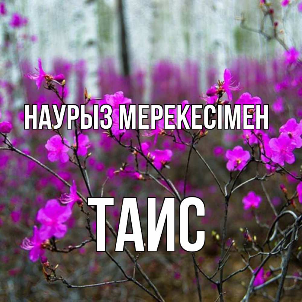 Күн сайын ашық хат с именем, Таис Наурыз мерекесімен дикие цветы Онлайн тегін жүктеп алу тілектері бар керемет карта 