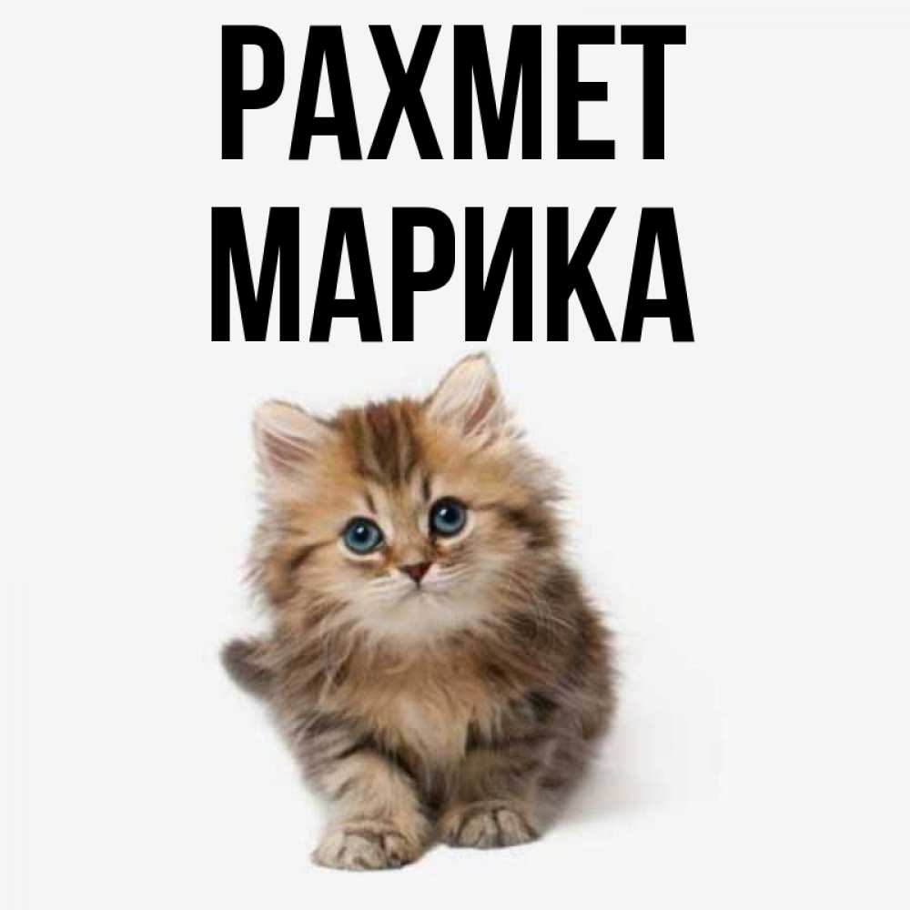 Күн сайын ашық хат с именем, Марика рахмет пушистый котик Онлайн тегін жүктеп алу тілектері бар керемет карта 