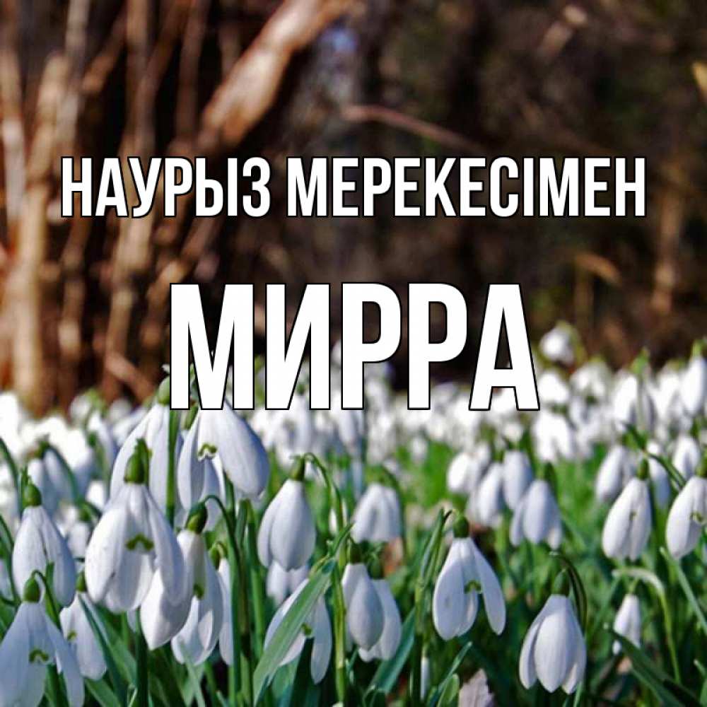 Күн сайын ашық хат с именем, Мирра Наурыз мерекесімен с подснежниками 1 Онлайн тегін жүктеп алу тілектері бар керемет карта 