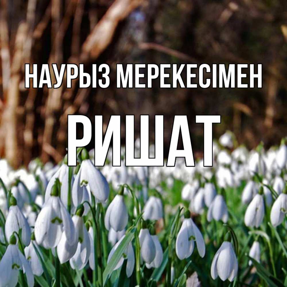 Күн сайын ашық хат с именем, РИШАТ Наурыз мерекесімен с подснежниками 1 Онлайн тегін жүктеп алу тілектері бар керемет карта 