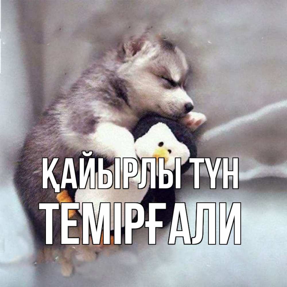 Күн сайын ашық хат с именем, ТЕМІРҒАЛИ Қайырлы түн обнимашки щенка и пингвина Онлайн тегін жүктеп алу тілектері бар керемет карта 