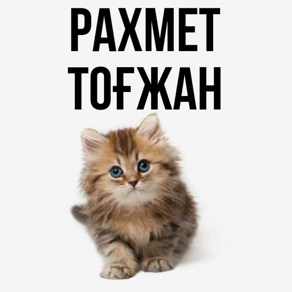 Күн сайын ашық хат с именем, ТОҒЖАН рахмет пушистый котик Онлайн тегін жүктеп алу тілектері бар керемет карта 