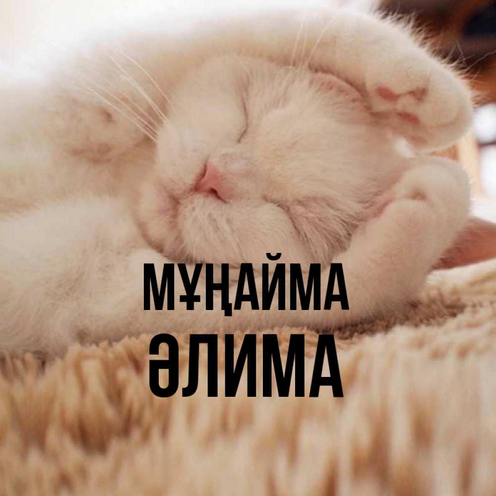 Күн сайын ашық хат с именем, ӘЛИМА Мұңайма Котенок спит Онлайн тегін жүктеп алу тілектері бар керемет карта 