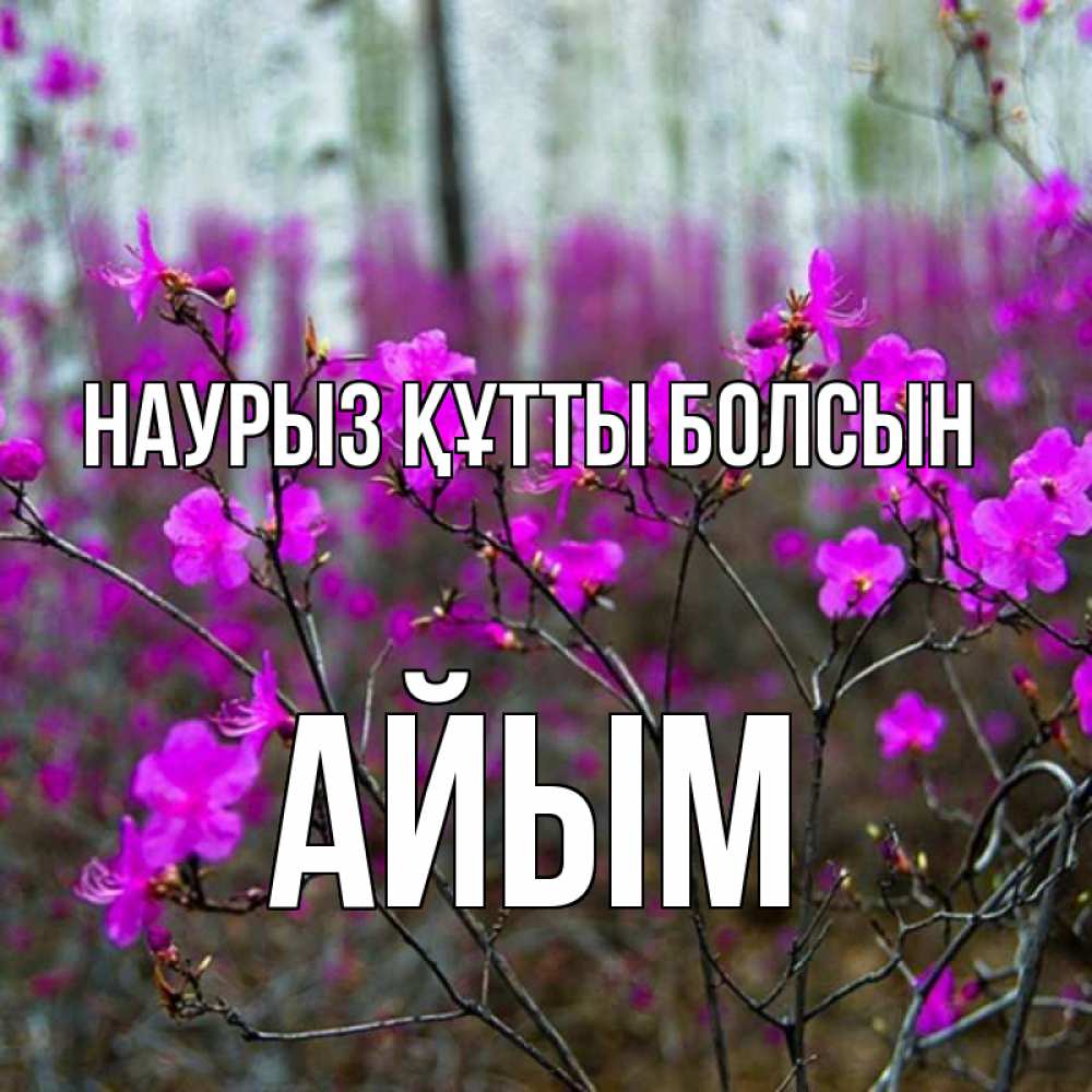 Күн сайын ашық хат с именем, АЙЫМ Наурыз құтты болсын дикие цветы Онлайн тегін жүктеп алу тілектері бар керемет карта 
