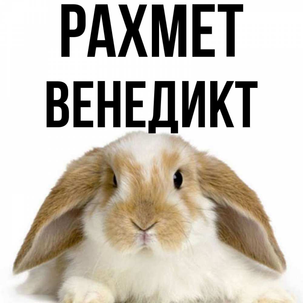 Күн сайын ашық хат с именем, Венедикт рахмет коричнево белый заяц Онлайн тегін жүктеп алу тілектері бар керемет карта 