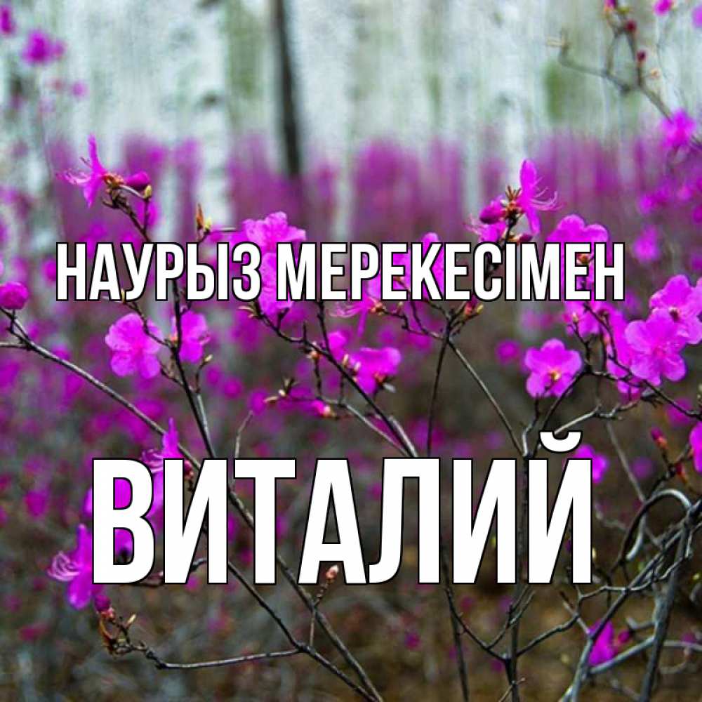 Күн сайын ашық хат с именем, Виталий Наурыз мерекесімен дикие цветы Онлайн тегін жүктеп алу тілектері бар керемет карта 