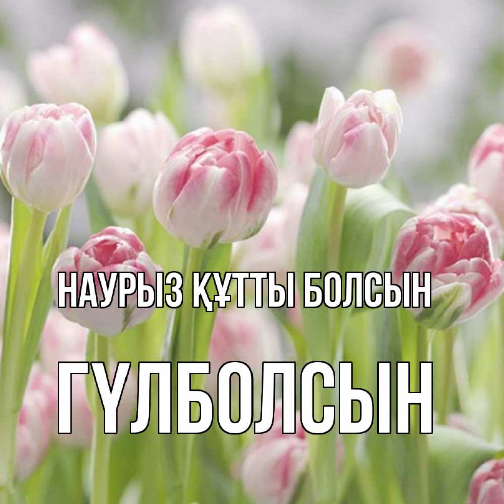Күн сайын ашық хат с именем, ГҮЛБОЛСЫН Наурыз құтты болсын цветы Онлайн тегін жүктеп алу тілектері бар керемет карта 