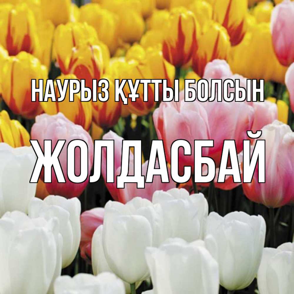 Күн сайын ашық хат с именем, Жолдасбай Наурыз құтты болсын разноцветные цветы Онлайн тегін жүктеп алу тілектері бар керемет карта 