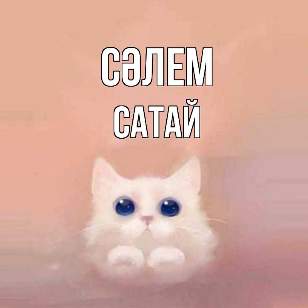 Күн сайын ашық хат с именем, САТАЙ Сәлем котик белый в полете Онлайн тегін жүктеп алу тілектері бар керемет карта 