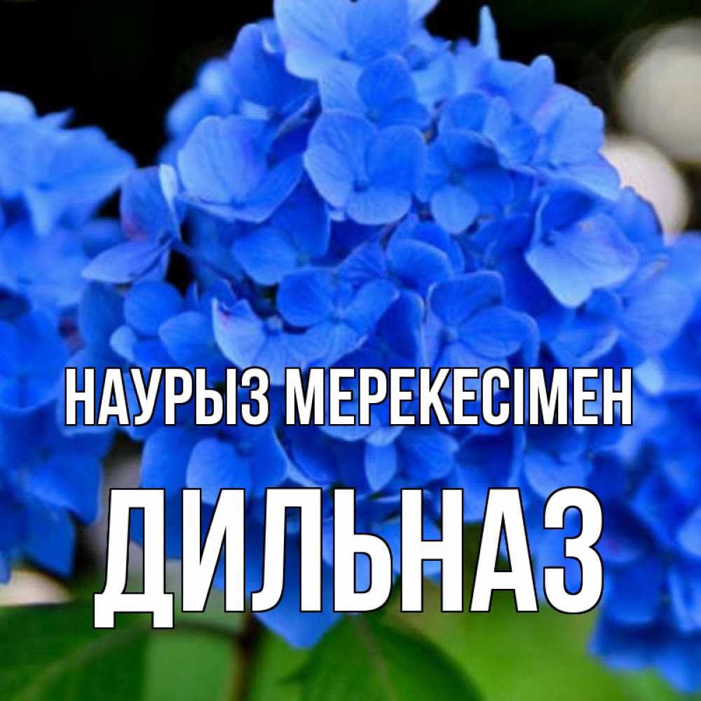 Күн сайын ашық хат с именем, ДИЛЬНАЗ Наурыз мерекесімен синие цветы Онлайн тегін жүктеп алу тілектері бар керемет карта 