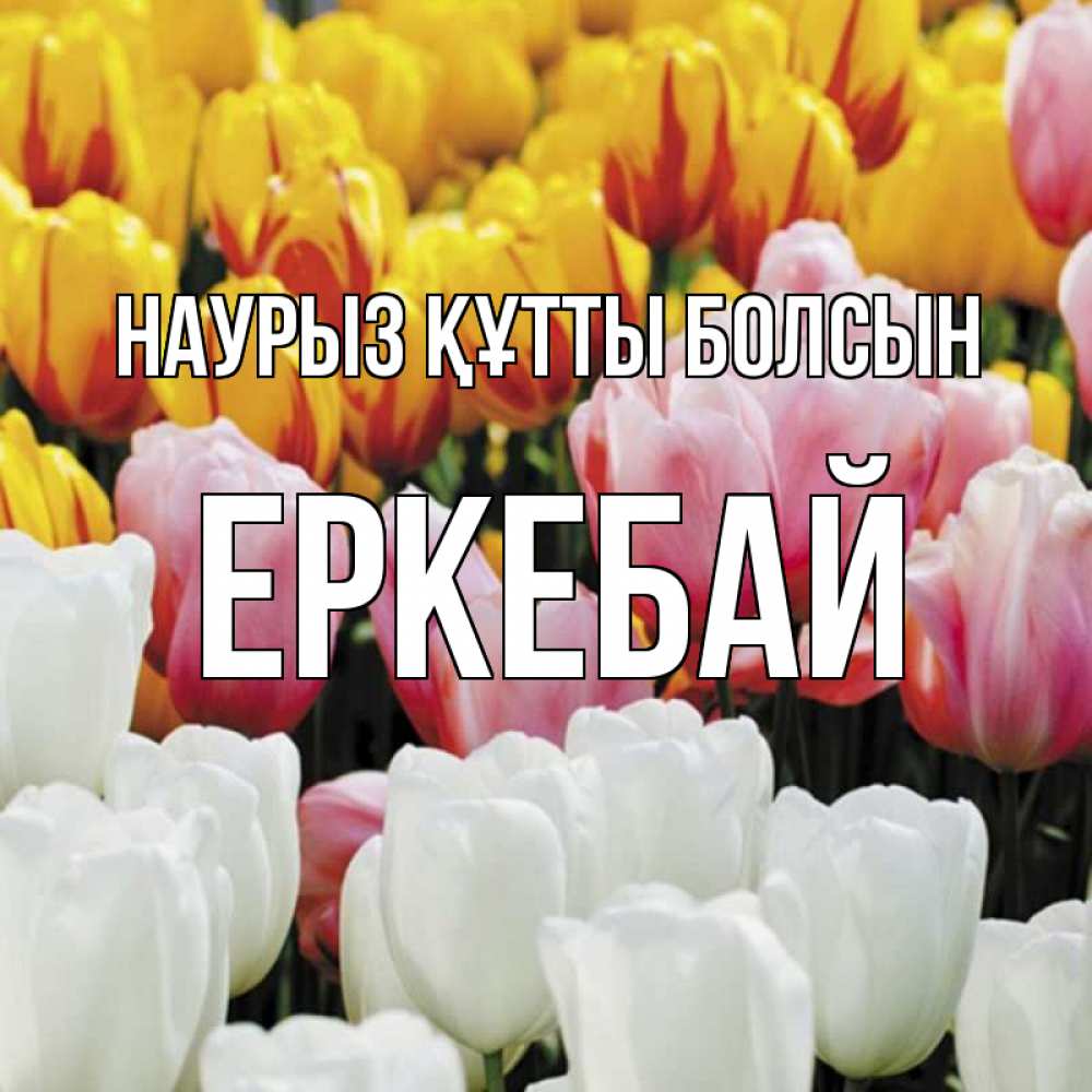 Күн сайын ашық хат с именем, Еркебай Наурыз құтты болсын разноцветные цветы Онлайн тегін жүктеп алу тілектері бар керемет карта 