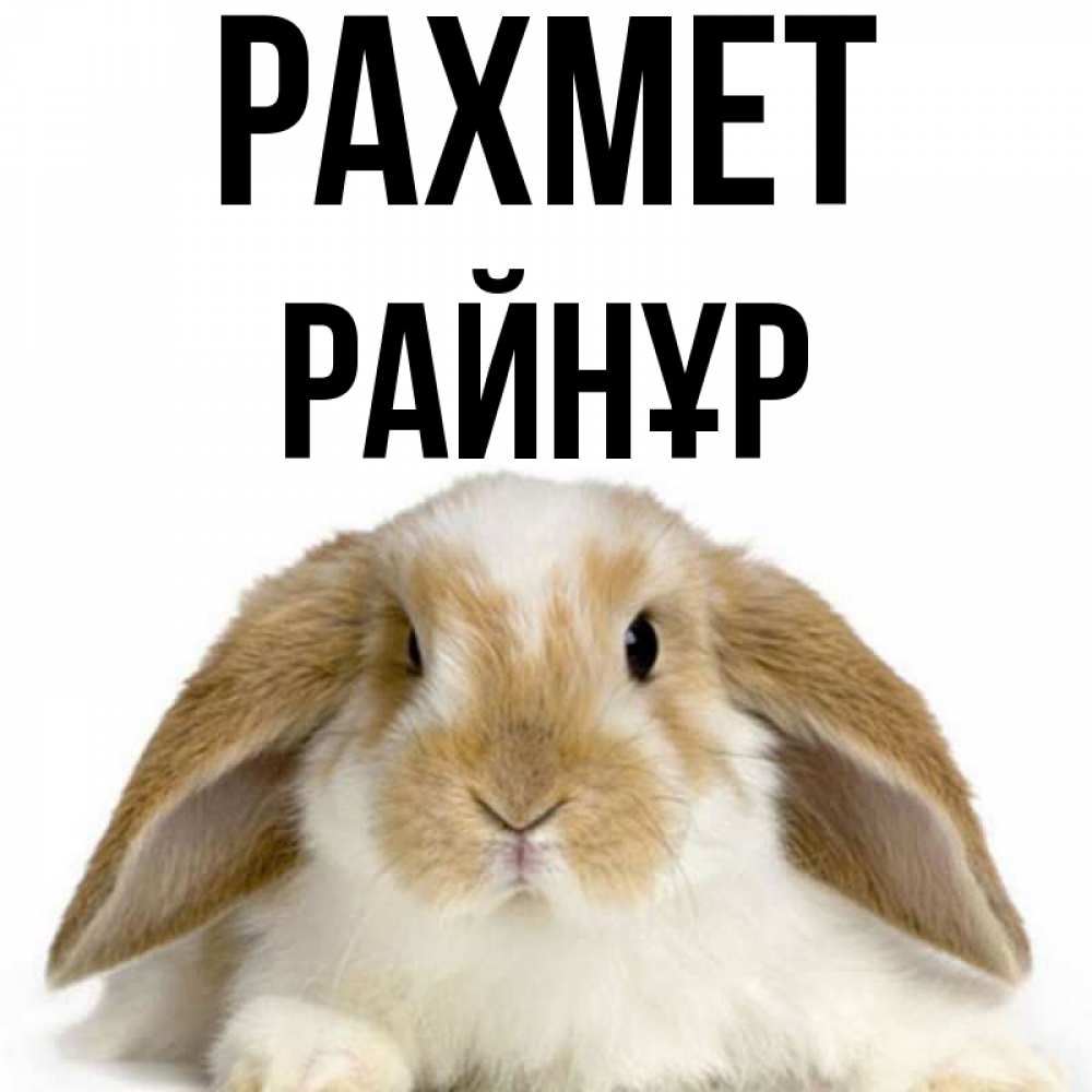 Күн сайын ашық хат с именем, РАЙНҰР рахмет коричнево белый заяц Онлайн тегін жүктеп алу тілектері бар керемет карта 