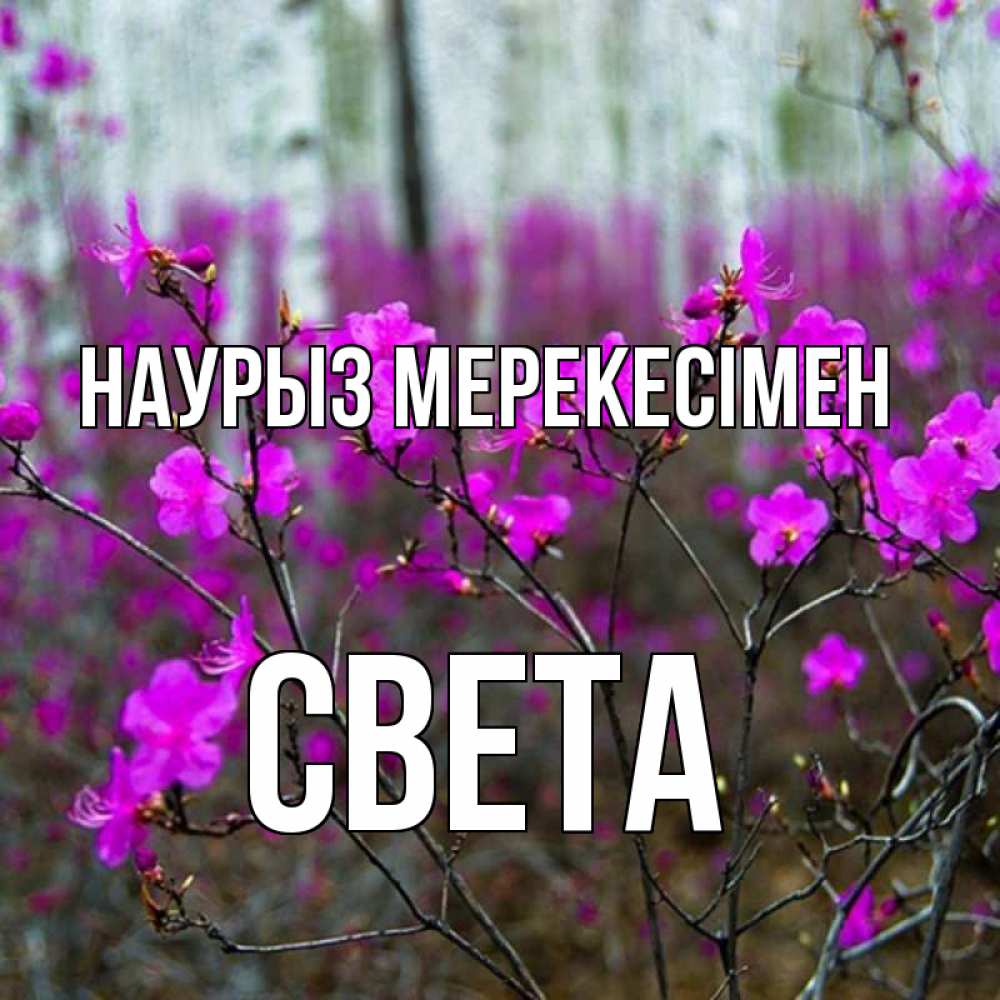 Күн сайын ашық хат с именем, Света Наурыз мерекесімен дикие цветы Онлайн тегін жүктеп алу тілектері бар керемет карта 