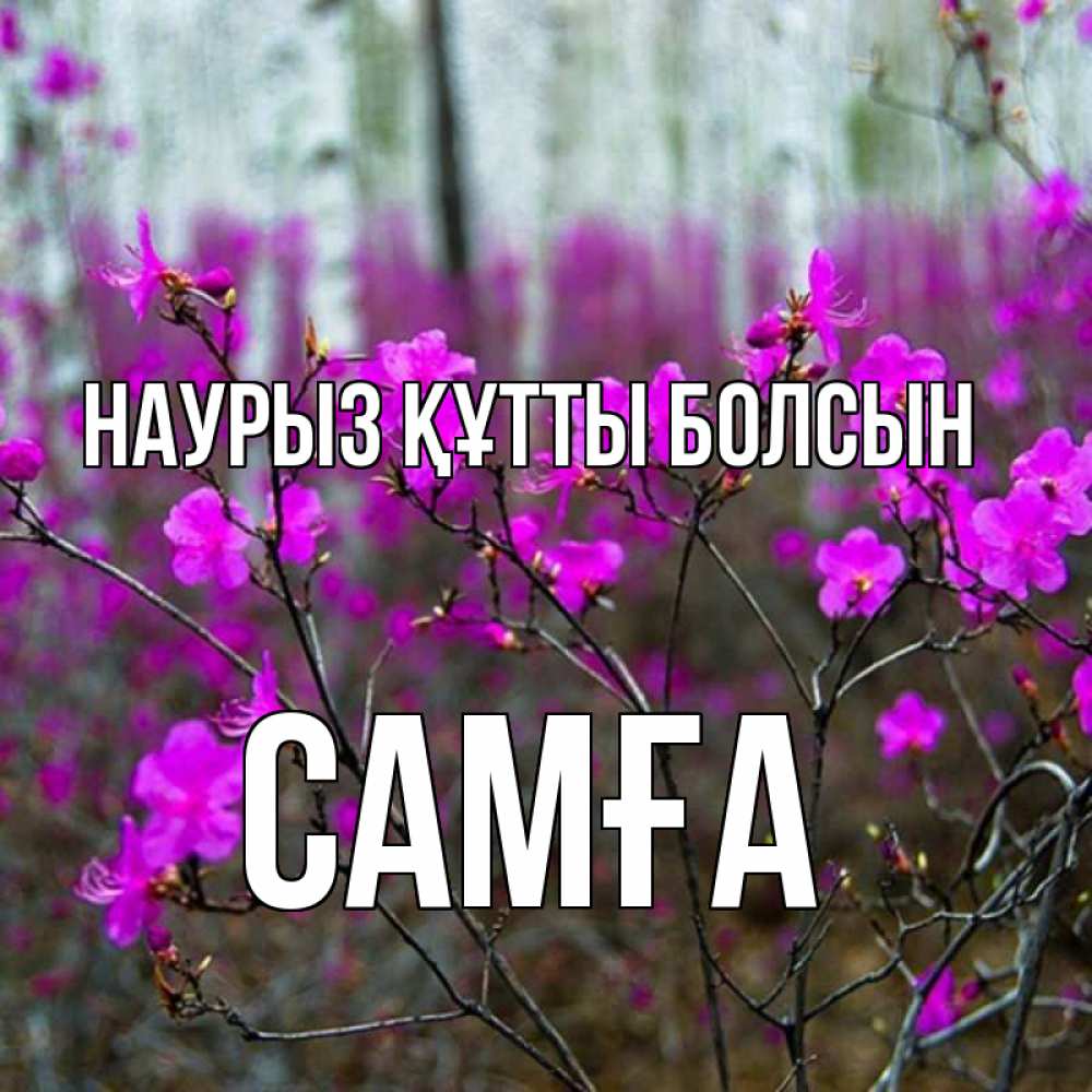 Күн сайын ашық хат с именем, САМҒА Наурыз құтты болсын дикие цветы Онлайн тегін жүктеп алу тілектері бар керемет карта 